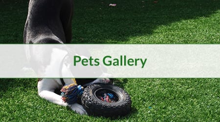 gallery cover pets