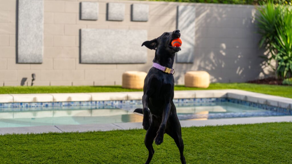 a photo of an athletic black Labrador catching an orange ball in an artificial turf backyard