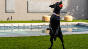 a black-furred dog jumps to catch a ball in an artificial grass lawn in yard