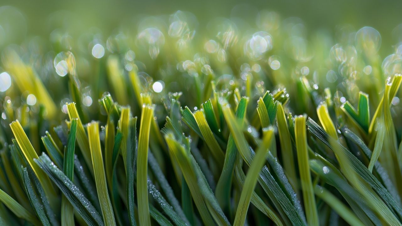 closeup photo of synthetic grass with light dew